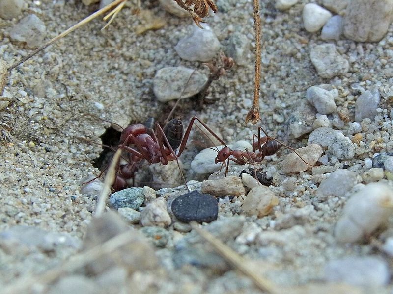 Desert Ants Navigate Without Trails Desert Ants Navigate Without Trails