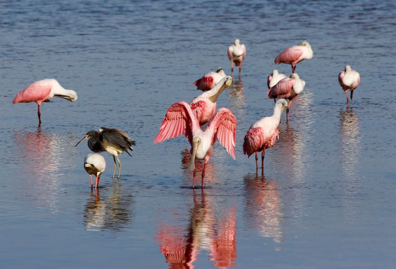 Ding Darling National Wildlife Refuge, Sanibel, Florida