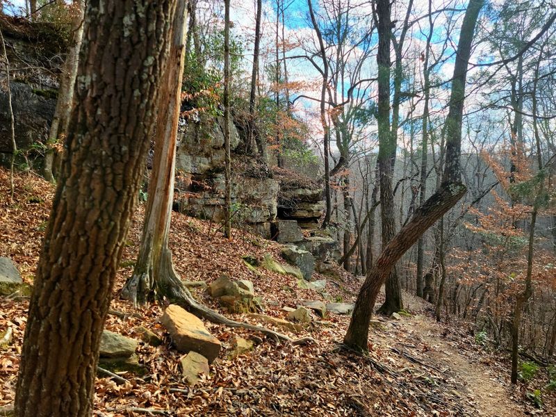 Disc Golf in the Woods