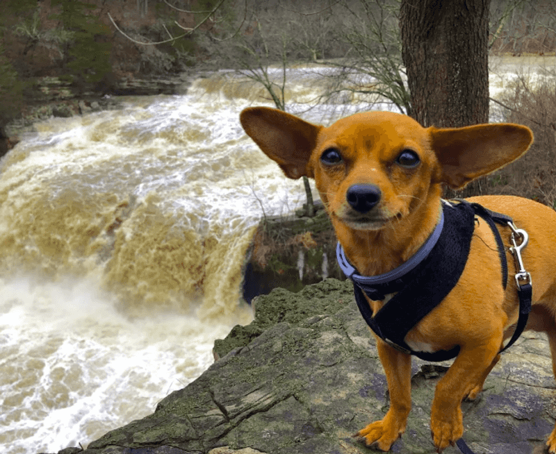 Dog-Friendly Policies That Welcome Four-Legged Visitors