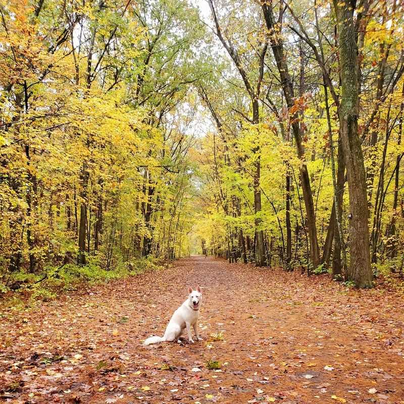 Dog-Friendly Trails That Make Tails Wag Every Visit Dog-Friendly Trails That Make Tails Wag Every Visit