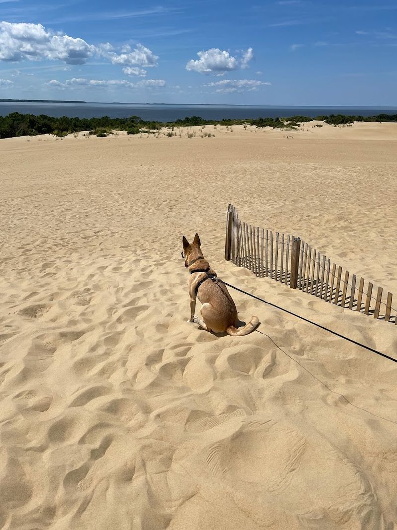 Dog-Friendly Trails and Practical Tips for Pet Owners Dog-Friendly Trails and Practical Tips for Pet Owners