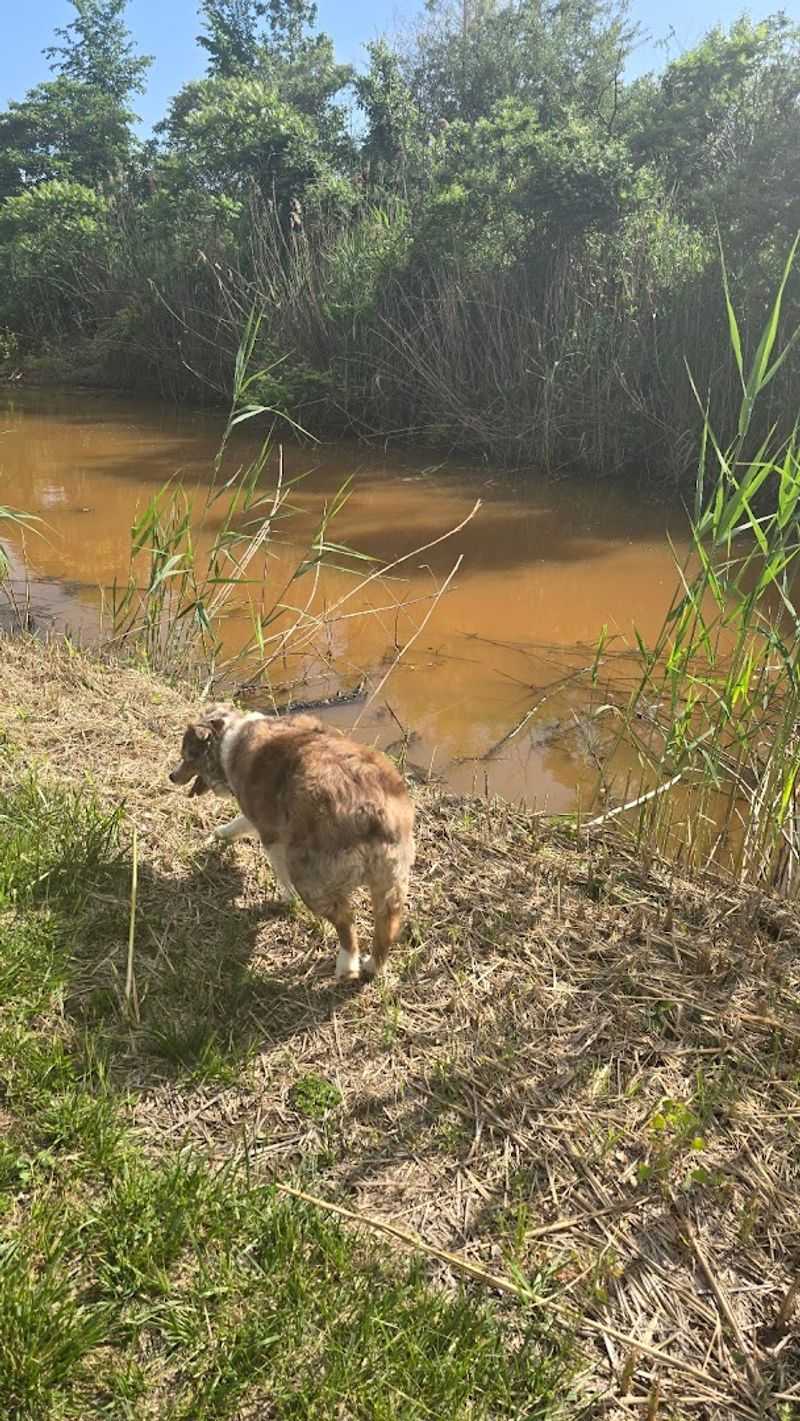 Dog-Friendly Trails and What That Means in Practice Dog-Friendly Trails and What That Means in Practice