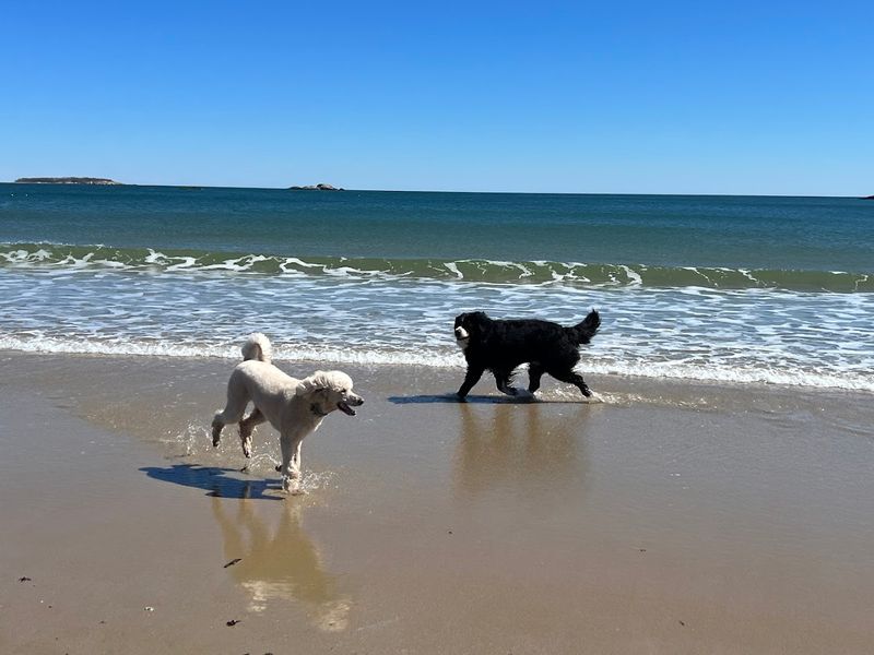 Dogs on the Beach: Rules Worth Knowing Dogs on the Beach: Rules Worth Knowing