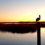 Dolphins, Fresh Seafood, And Stunning Sunsets Await At This Coastal Destination