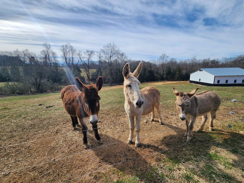 Donkeys, Ponies, Sheep, and More Surprise Residents Donkeys, Ponies, Sheep, and More Surprise Residents