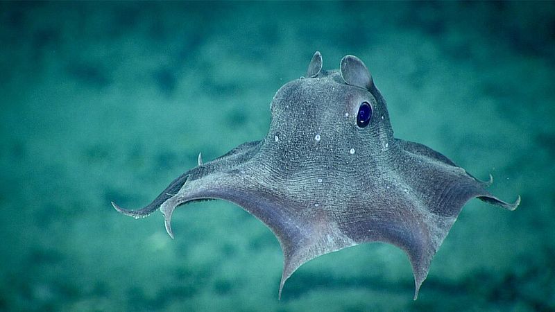 Dumbo Octopus Dumbo Octopus