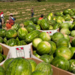 Each Year, This Oregon Town Celebrates Watermelon Season in a Big Way