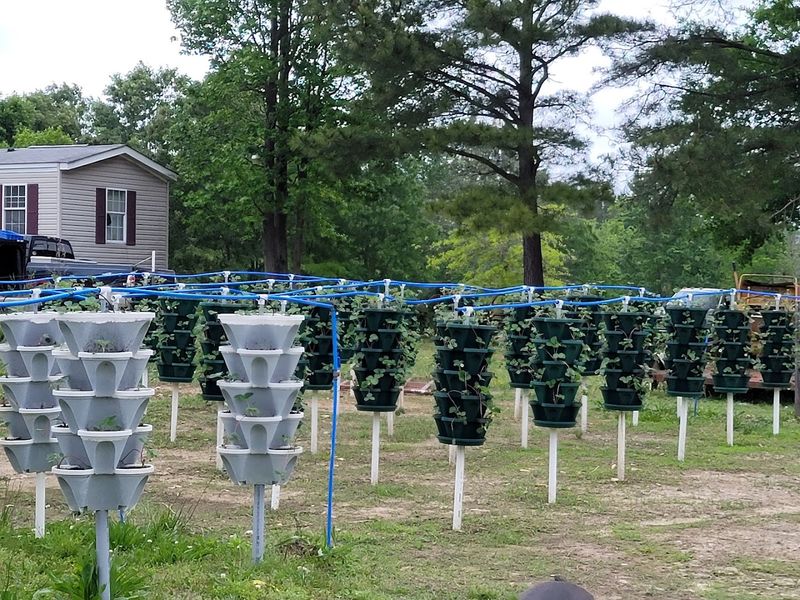 Educational Programs and Community Roots