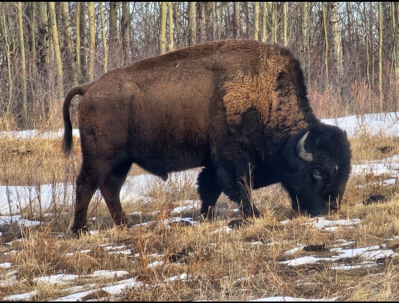 Elk Island National Park, Lamont County, Alberta, Canada