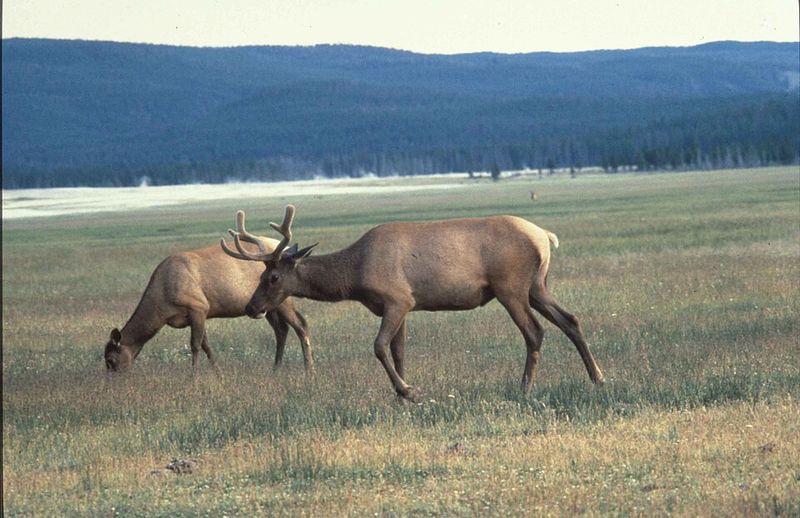 Elk