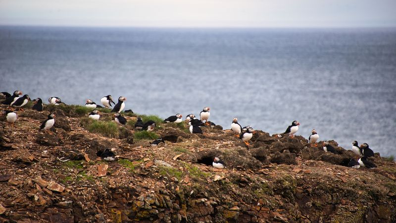 Elliston Puffin Viewing Site, Elliston, Newfoundland And Labrador, Canada