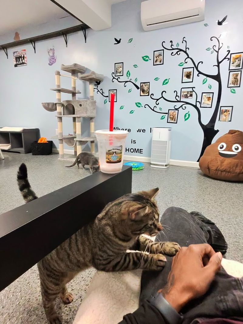 Every Cat Is Up for Adoption