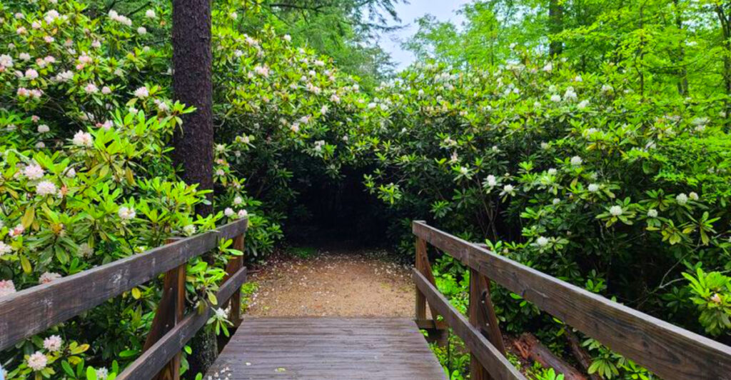 Every July, This New Hampshire State Park Erupts With One of New England’s Most Spectacular Flower Displays