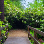 Every July, This New Hampshire State Park Erupts With One of New England’s Most Spectacular Flower Displays