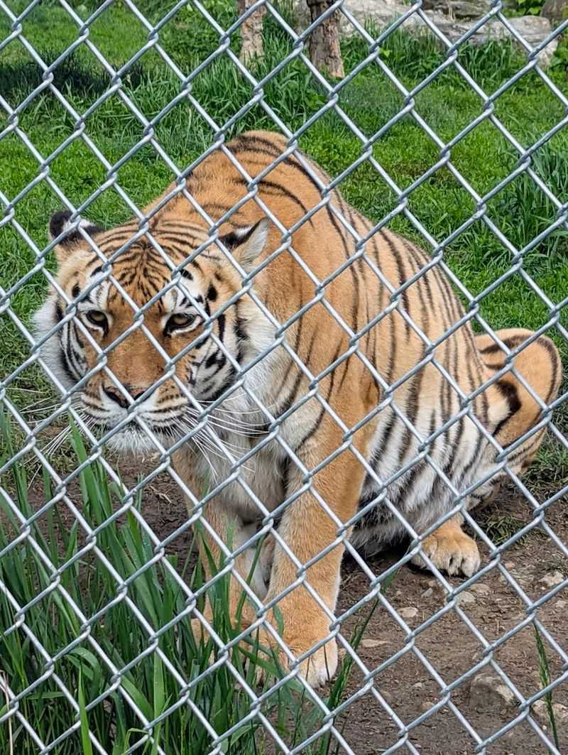 Exotic Animals You Would Not Expect to Find in New Jersey Exotic Animals You Would Not Expect to Find in New Jersey