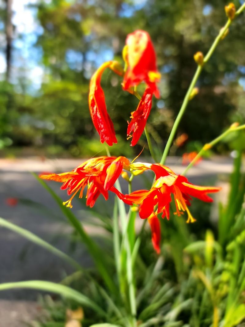 Exotic Blooms Mixed Into the Native Landscape