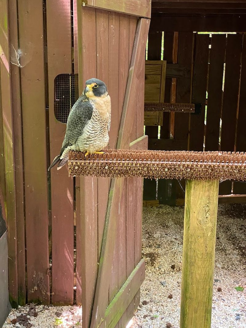 Falcons and Hawks: Speed, Precision, and Pure Athletic Beauty