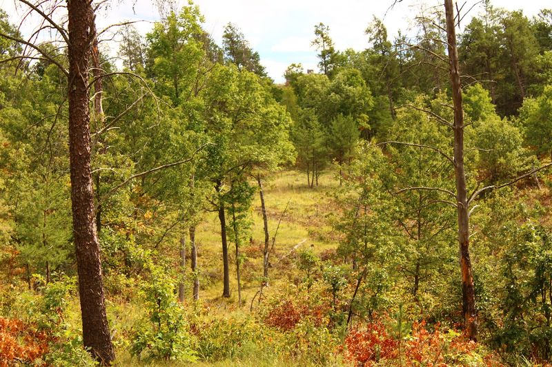 Fall Colors That Stop You Mid-Trail