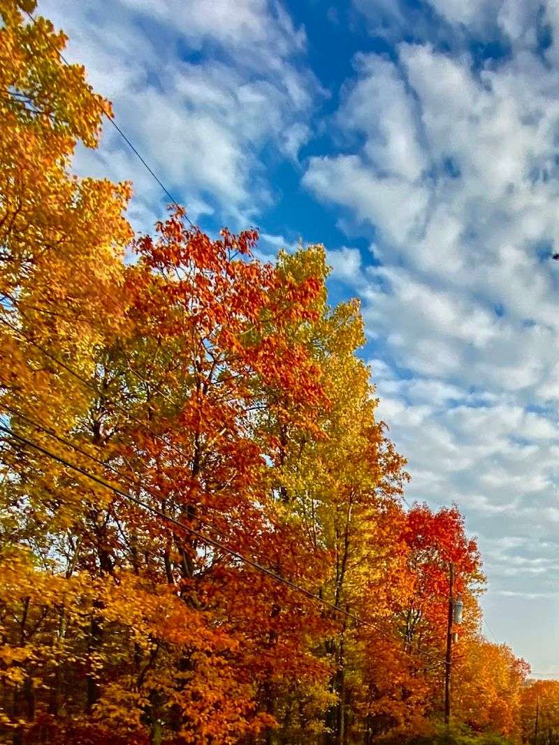 Fall Foliage That Stops You Cold