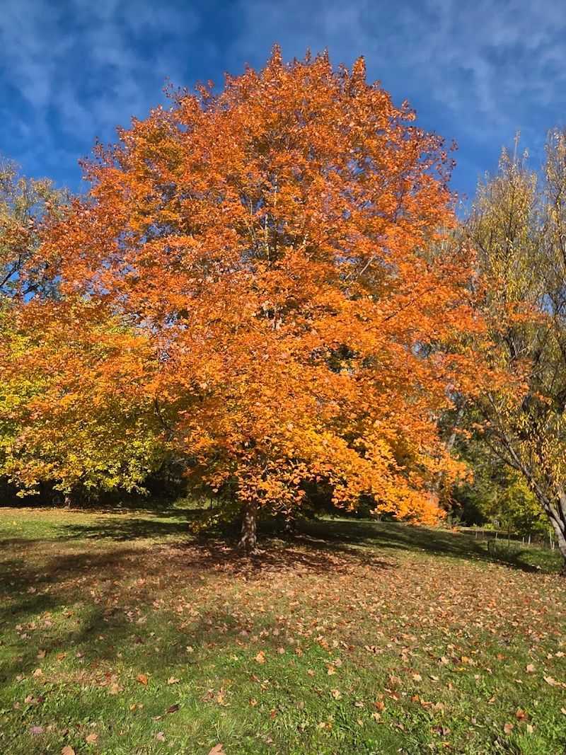 Fall Foliage That Turns the Whole Park Into a Color Study Fall Foliage That Turns the Whole Park Into a Color Study