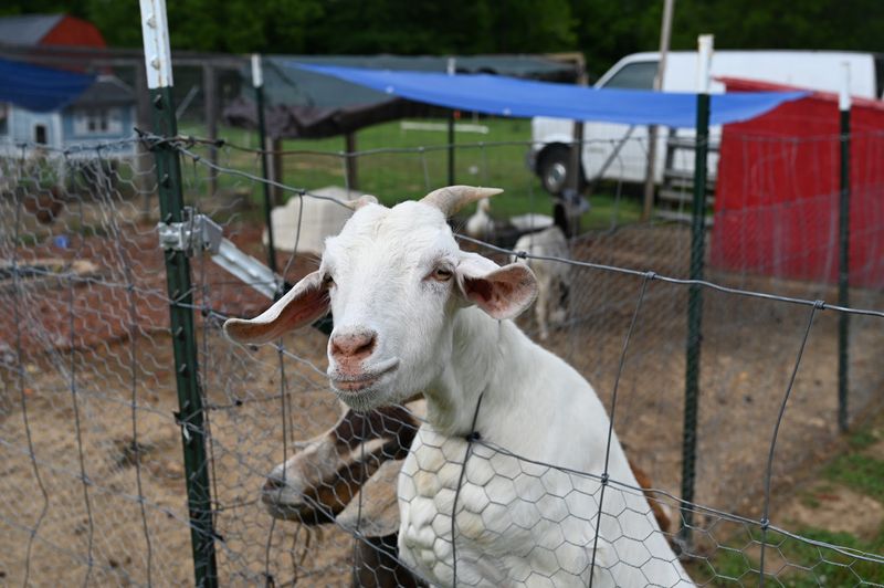 Farm Animals That Steal the Show