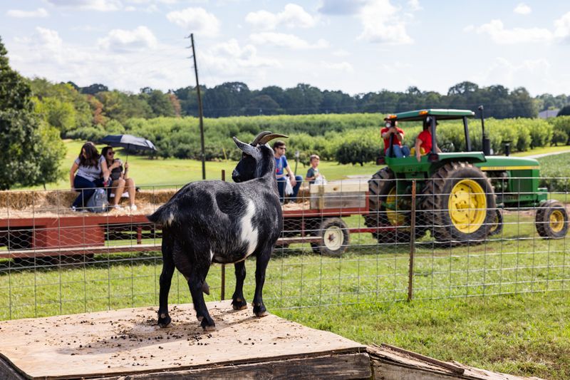 Farm Animals and Family-Friendly Touches Farm Animals and Family-Friendly Touches