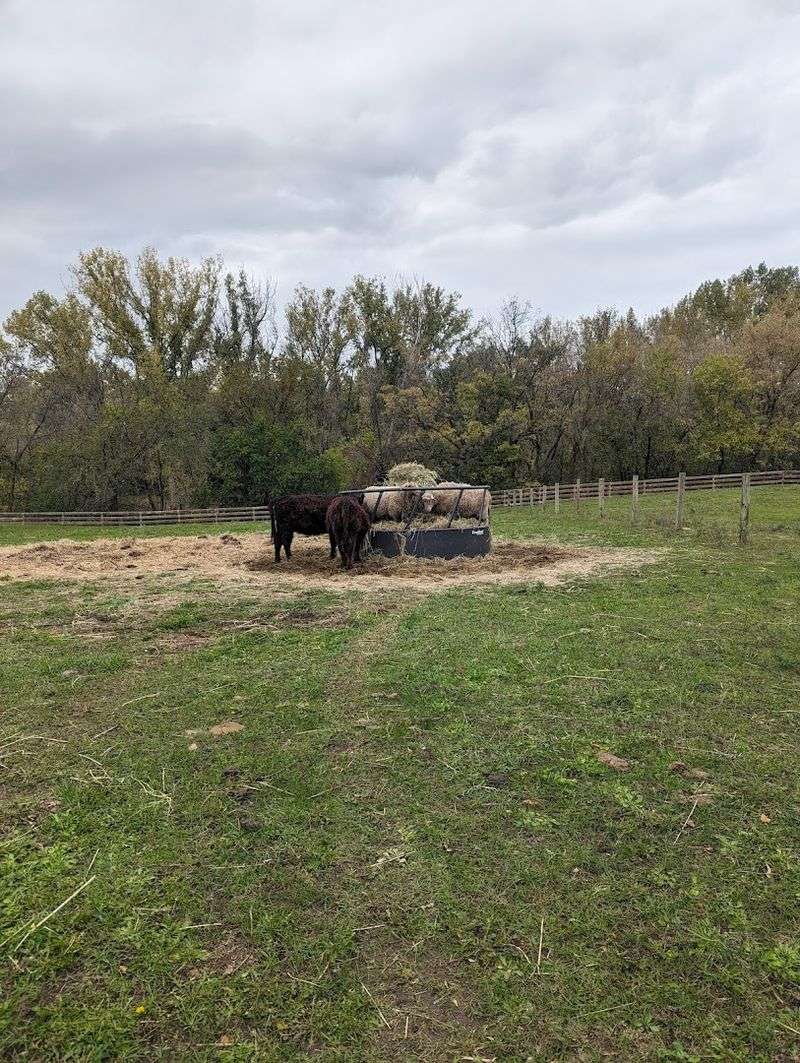 Farm Animals and the Agricultural Exhibit