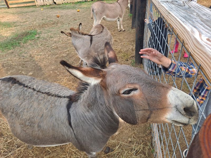 Farm Animals and the Petting Zoo Farm Animals and the Petting Zoo