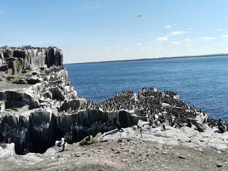 Farne Islands, Seahouses, Northumberland, England
