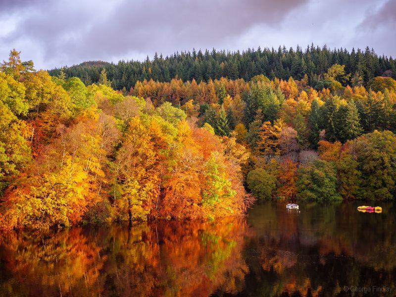 Faskally Forest, Scotland