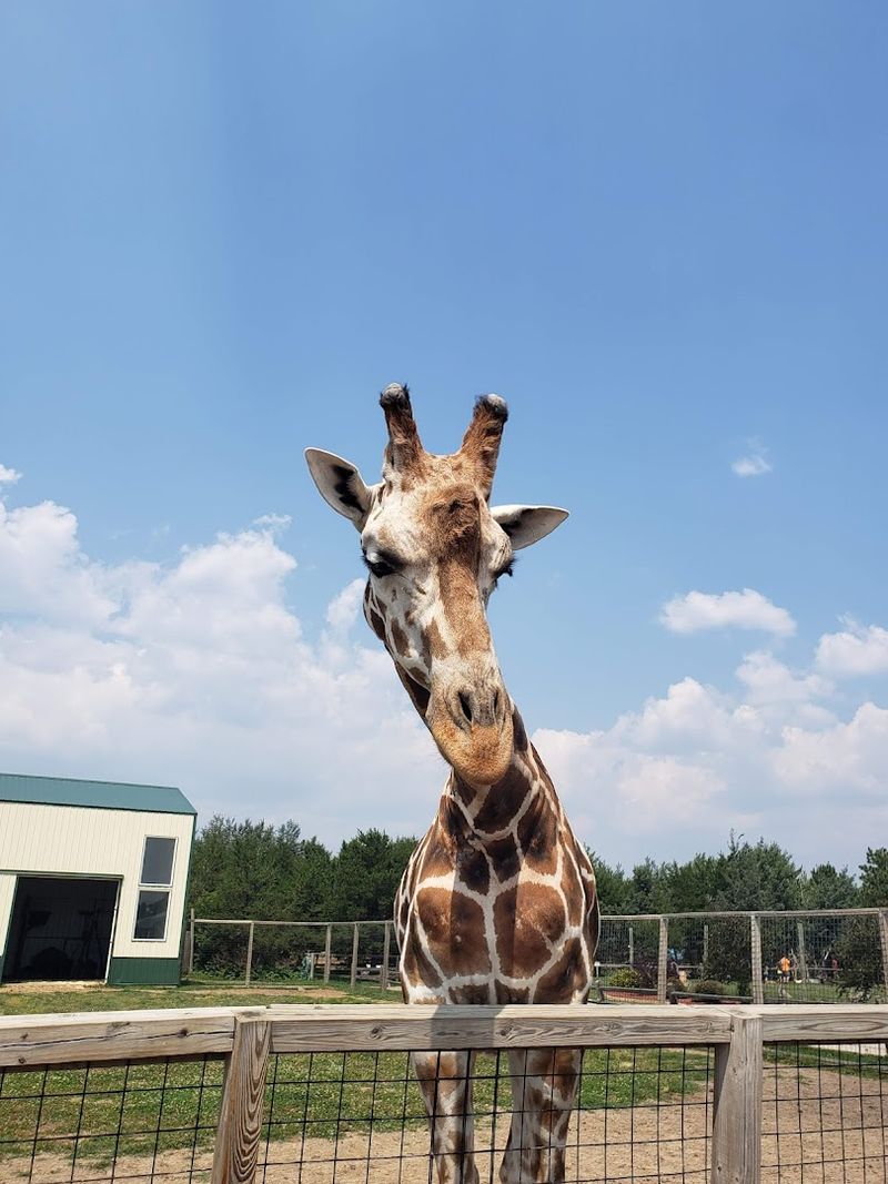 Feeding Giraffes by Hand Feeding Giraffes by Hand