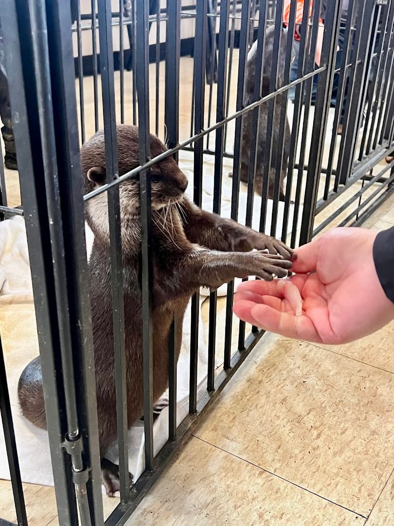 Feeding Otters and Petting Porcupines