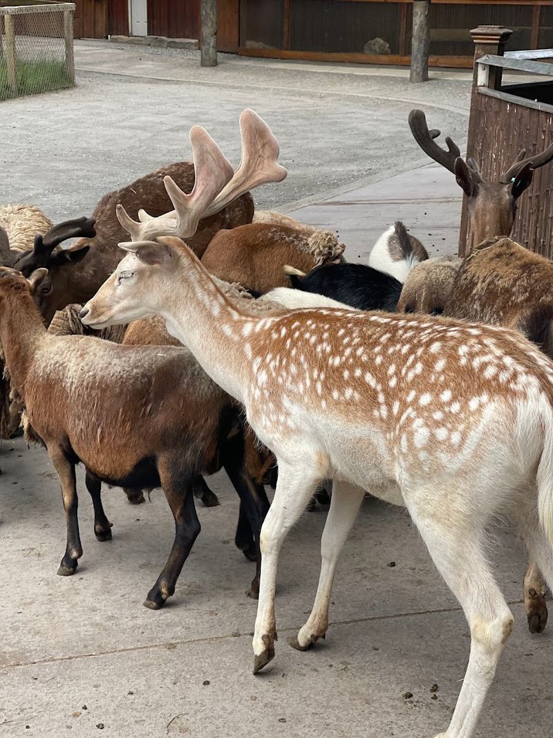 Feeding Time: The Food Cones and What to Expect Feeding Time: The Food Cones and What to Expect