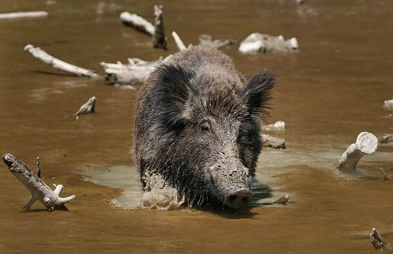 Feral Hog (Wild Boar)