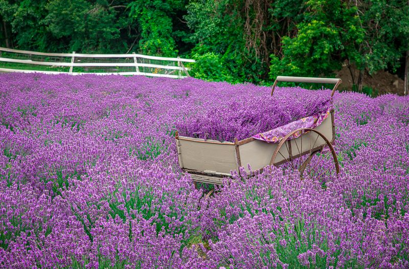 Fields of Purple: The Lavender That Defines the Season
