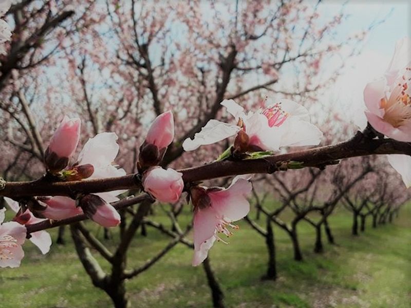 Finding the Orchard: Address and Getting There
