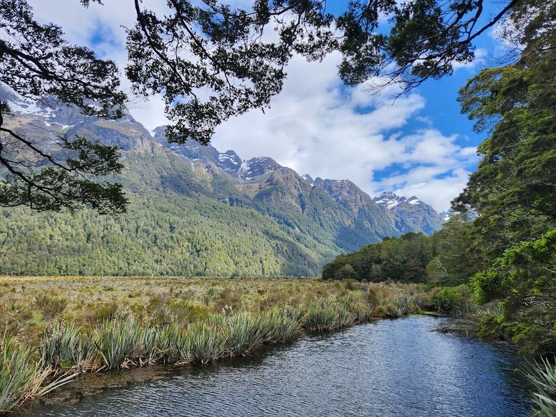 Fiordland Forests, New Zealand