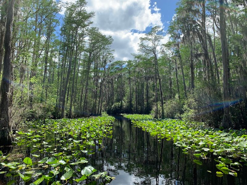 Fishing in the Heart of the Swamp Fishing in the Heart of the Swamp