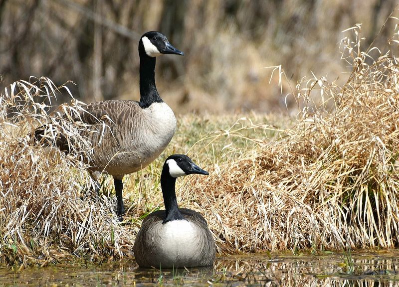 Five Ponds and the Wildlife That Calls Them Home