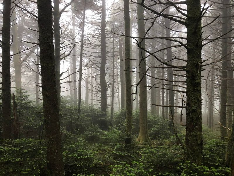Fog, Weather, and the Mood of the Mountain Fog, Weather, and the Mood of the Mountain