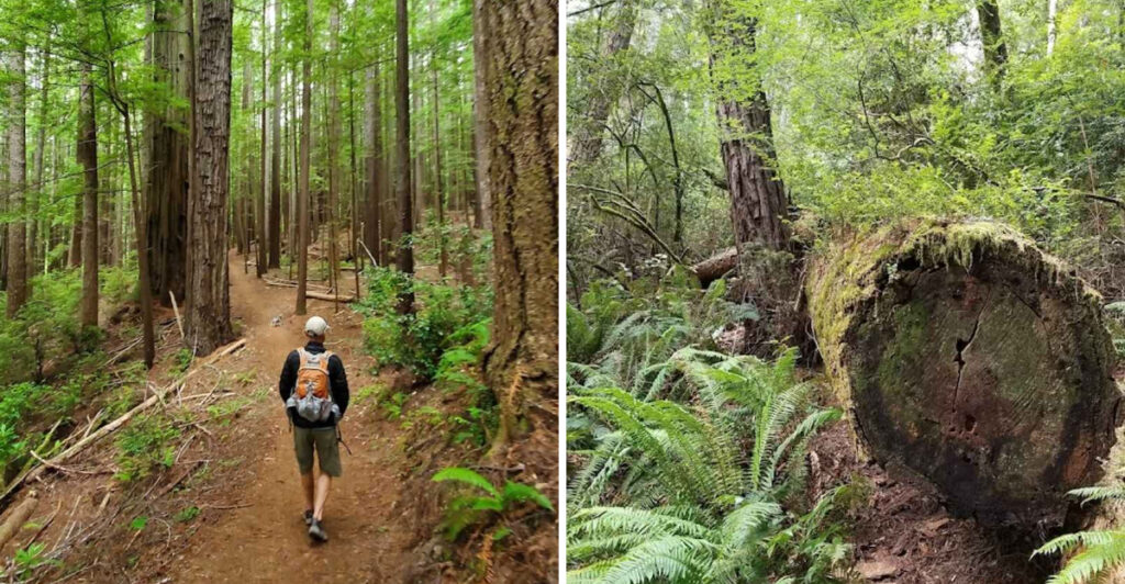 Follow This Little-Known Oregon Trail to a Grove of Giant Redwoods Few People Ever See