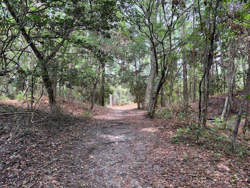 Forest Trails That Feel Nothing Like the Beach Nearby Forest Trails That Feel Nothing Like the Beach Nearby