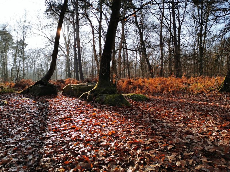 Forest of Compiegne, France