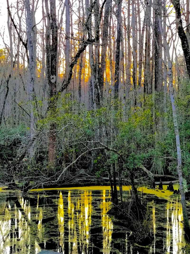 Francis Marion National Forest — South Carolina