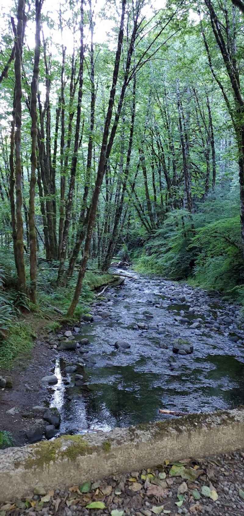 Free Camping Under the Canopy: Dispersed Sites and What to Expect Free Camping Under the Canopy: Dispersed Sites and What to Expect