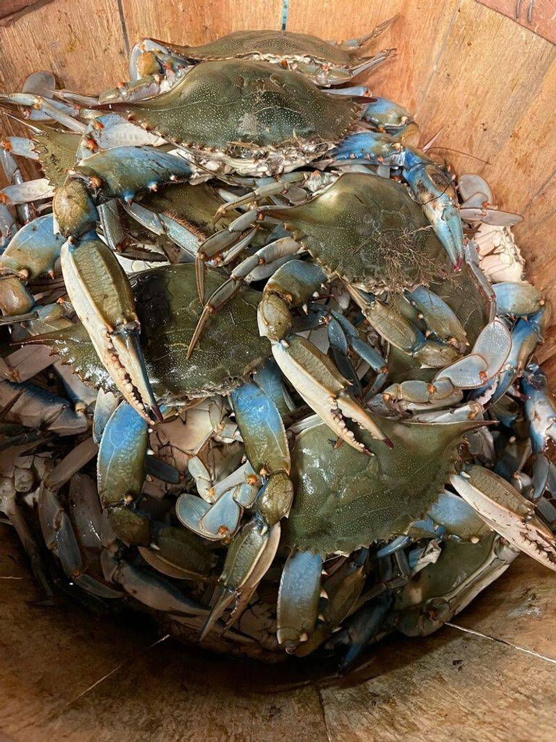 Fresh Blue Crabs That Serious Crab Lovers Seek Out