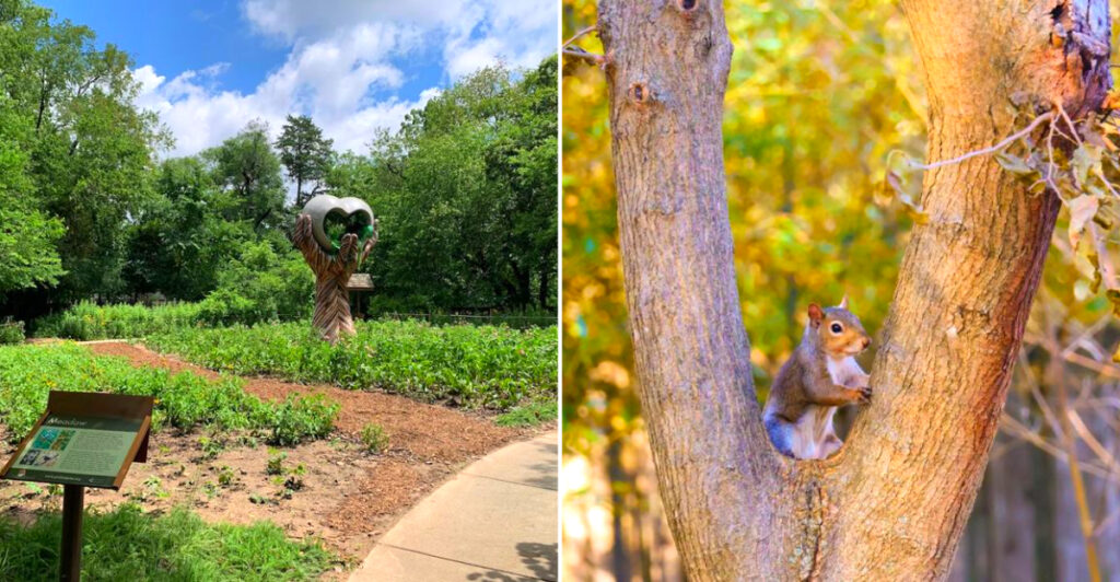 From Champion Trees to Wildlife Encounters, This Bentonville Garden Offers More Than Most Visitors Expect