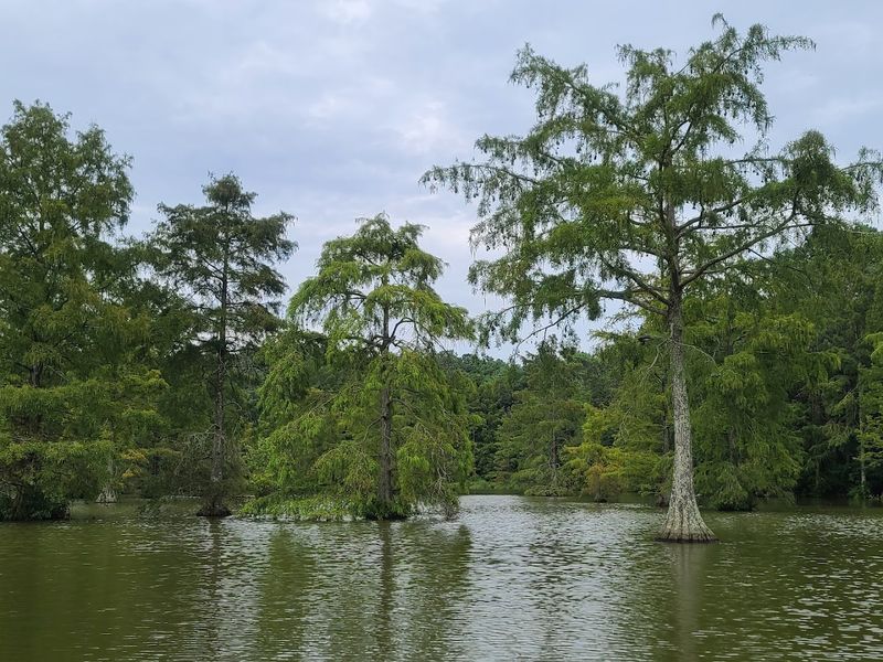 From Sawmill to State Park: The Industrial Past Beneath the Surface