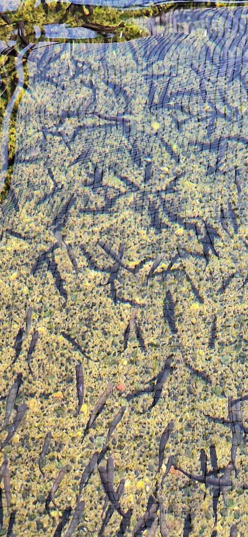 From Tiny Fry to Full-Grown Giants: The Hatchery in Action